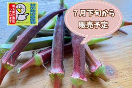 【自然栽培🍀自家採種】サラダ（生）で食べて欲しい赤オクラ10本・丸オクラ10本・ダビデの星5本セット