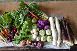 【群馬県高崎産】季節の野菜SSセット（5～6品）『農薬及び化学肥料不使用』