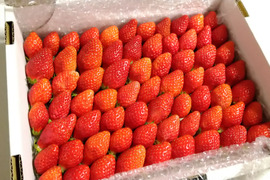 ４箱トクトク🍓いちごの宝石箱！
朝摘み完熟❤️酵素栽培の
こだわりとちおとめ