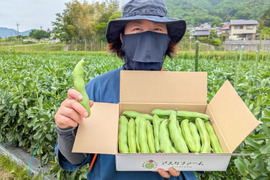 朝採り直送！節減対象農薬・化学肥料不使用♪ 今が旬の『そら豆(ソラマメ)』 1.2kg（目安25-26本）