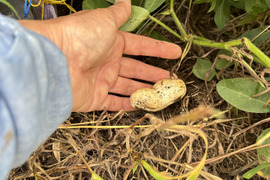 【自然栽培🍀落花生おおまさり(生)1Kg】採りたてをお届け！