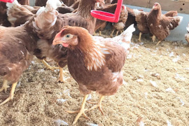 【期間限定】★平飼い・初たまご50個★酵母を与えて育てた若鶏が産み出して間もない小ぶりなたまご（元気たまご）