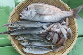 【期間限定】訳あり未利用魚ボックス1.5㌔