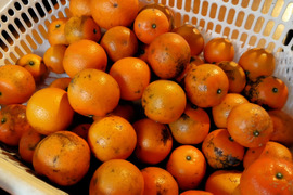 【訳あり加工用】島たんかん🍊農薬不使用栽培○規格外１０キロ+α‪○数量限定品です