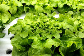 美味しい野菜！　農薬、化学肥料不使用　葉物野菜詰め合わせ　80サイズ一箱