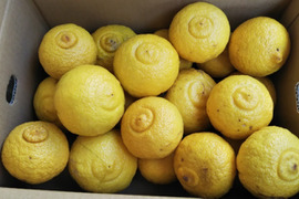 はるか　春の味　家庭用Ｂ品　箱込み8キロ