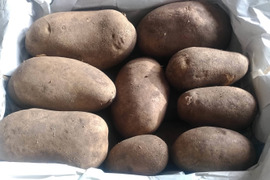【熟成激甘】2Lピルカ　北海道　じゃがいも　8kg  ジャガイモ　旨い！