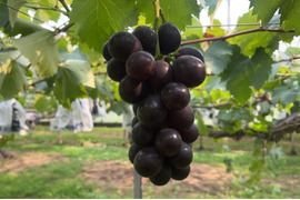 栽培期間中：農薬/化学肥料/除草剤/ホルモン剤不使用栽培　熊本阿蘇市　とってもあま〜い！巨峰　1kg 約2房～3房