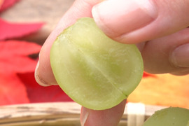 「牧丘天空の丘シャインマスカット」 約1kg(2～3房) 10月1日～発送