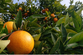 自然農ネーブルオレンジ(2)＋プリンス清見(2)（4kg）