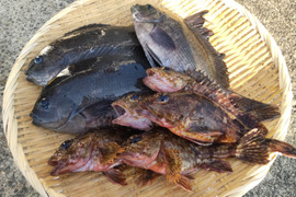 訳あり未利用魚ボックス1.5㌔以上