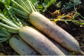 甘みと香りが立つ、島原の秋採れだいこん 5本【冬ギフト】