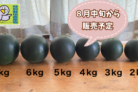 今期最終【自然栽培🍀固定種🍉黒小玉スイカ】4kg台（冷蔵庫サイズ）シャリっと甘くてジューシー（１個）