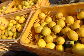 【広島大長レモン】1キロ無選別
