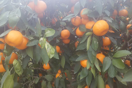 樹になったまま年を越し２月収獲、超熟早生みかん　3ｋｇ入り