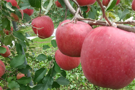 【予約販売・10セット限定】濃厚果実！余市産りんご食べ比べ(*^^*)♪6種セット(贈答用  10kg)