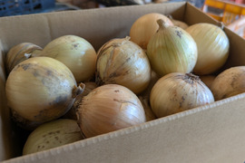 《自然栽培・食品ロス》淡路島産  人に優しい 旨味「玉ねぎ」 (晩生)２ kg
【2020年最優秀賞受賞／2022年SDG'sエバンジェリスト認定取得】