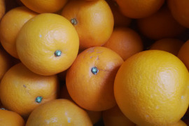 紅八朔　１．５ｋｇ