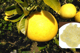 化学合成農薬栽培期間中不使用　土佐文旦　家庭用訳あり品　大小混合(Lサイズ以上、上限なし　20kg入(15個前後×2箱)　文旦の本場👑高知県土佐市産　※北海道への配送はできません