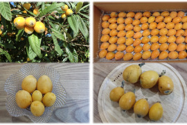 自然栽培びわ 茂木びわ　農薬不使用１．５キロ