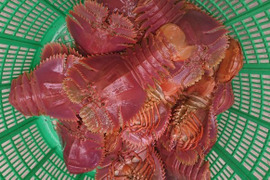 稀少！扱いやすい活〆ウチワエビ 500ｇ！【未利用魚】小サイズ（7匹前後）瞬間冷凍！100年ゆず果汁付　うちわ海老　たび海老　タビエビ　セッタ　期間限定 イセエビ　エビ　 お歳暮　年末　中元