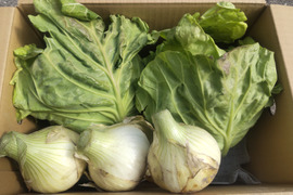 《数量限定》【淡路島産】昨年大好評の 極早生新玉ねぎ 1kgと春キャベツ詰め合わせ