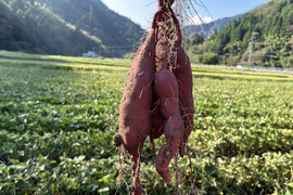【あまさ控えめ、べにあずま】紅あずま20kg(箱入) 10月以降~発送予定! 熟成期間1ヶ月超! さつまいも!