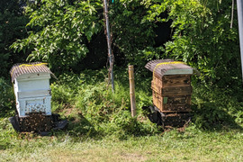 【セール】西洋蜜蜂の生ハチミツ『春搾り』※在庫限り