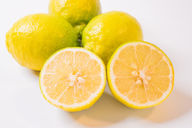 【天皇杯受賞農家】高知県大月町産・農家直送 こじゃんとレモン 5kg（化学肥料/防腐剤/ワックス不使用）