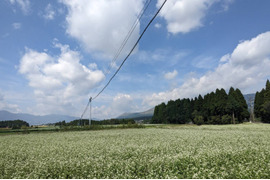 ナッツの香り！天日干し自然栽培『蕎麦粉』南阿蘇村在来種（800g）