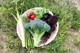 【福袋】四季彩の旬野菜セット(4種類以上)【冬ギフト】