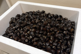 【送料お得】十三湖産大和しじみ　お得なおまかせサイズ　10kg