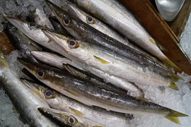 三陸　朝採れカマス　朝採れ急速冷凍品　1kg〜1.2kg