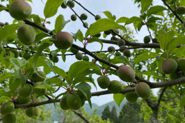 自然栽培の紅映梅 5kg 梅干し用