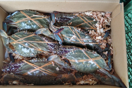 活梱包！日本三景松島産★ワタリガニ オス中サイズ　1kg（約4杯）ガザミ がざみ 渡り蟹 わたりがに