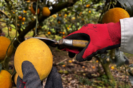 【当園お気に入り件数No1】まとめてお得　西表島産 マイヤーレモン(10kg)