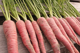 自然栽培　農薬不使用　無肥料　固定種  超希少　人参　葉付き黒田五寸人参2キロ　農園からほりたて土付き直送　固定種にんじん