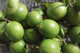 大好評！奄美大島産の島れもん(５kg)✿芳醇な香りと爽やかな味✿リピート急増中の農薬不使用栽培の国産レモンです🍋