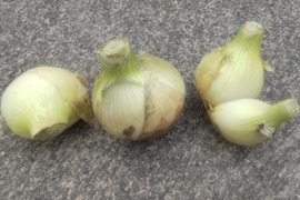 【淡路島産】規格外サイズでも超甘くて美味しい新玉ねぎ 5kg