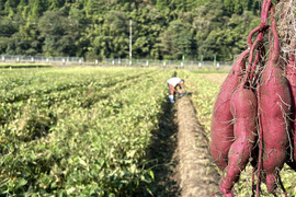 【１人１回だけの特別品】紅あずま２ｋｇ(箱入)　10月以降～発送予定！　熟成期間１ヶ月超！　さつまいも！