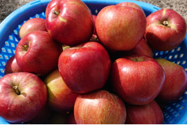 収穫始まりました。今も昔も思い出懐かし林檎「紅玉！」約3kg 根強い人気品種です。/アップルパイ作りにも如何ですか？型崩れしにくいですよ。/酸味がたまらない！
