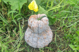 京の伝統野菜 鹿ヶ谷かぼちゃ【漢方栽培】