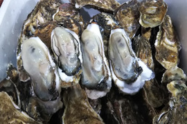 食べ放題向け　バラ牡蠣 生食用　最大量１５ｋｇ（９０個くらい）北海道森町産