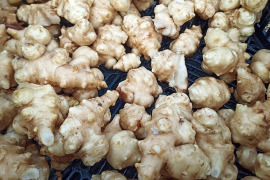 【軽洗浄済み】ほっこり白菊芋 20kg　高知県産　 業務用歓迎します