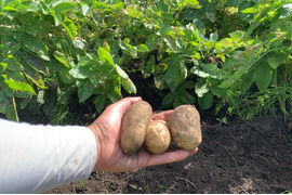 【神鍋火山が落とした宝】兵庫県但馬産新じゃがいも（メークイン）7kg（箱入）
