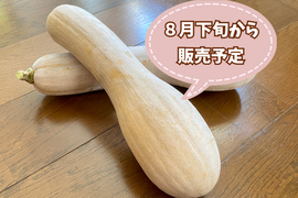 【自然栽培🎃固定種・鶴首かぼちゃ1本1㎏以上】ポタージュやソテーでどうぞ🎶濃厚な甘さ