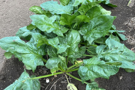 【寒〆ほうれん草 500g】露地栽培で霜あたりした極甘ほうれん草は今だけ🎵