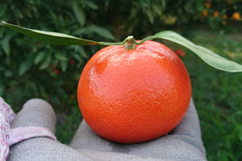 もう一つ食べたくなる優しい甘さ『みはや』４キロ入り