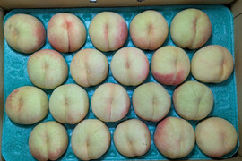 桃あかつき20玉小サイズ