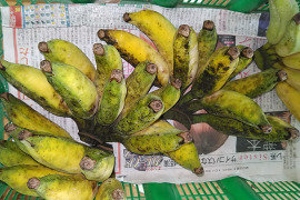 期間限定黄色バナナ規格外特価！アップルバナナ2kg(バラ)